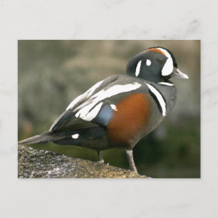 Carte Postale Arlequin canard (drake)