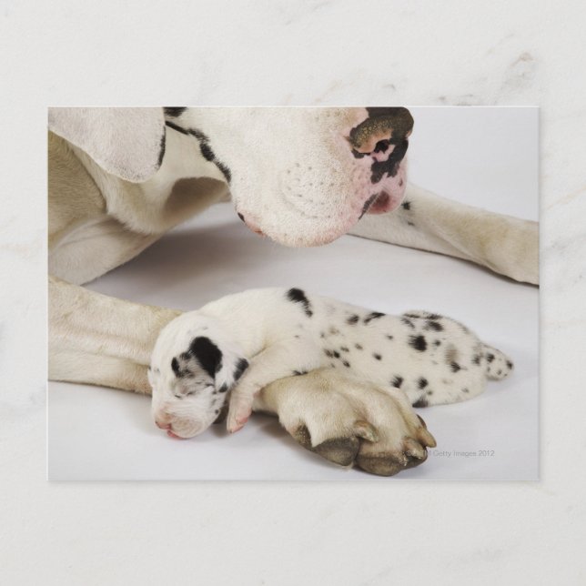Carte Postale Arlequin grand chiot Dane dormant sur la mère (Devant)
