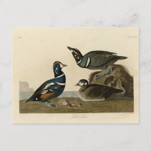 Carte Postale Arlequin plongeur - de Audubon's Birds of America