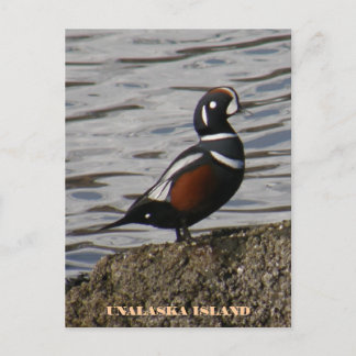 Carte Postale Arlequin plongeur mâle, île de l'Unalaska