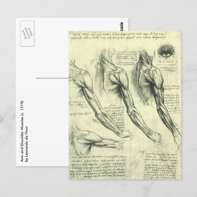 Carte Postale Arm and Shoulder Anatomy by Leonardo da Vinci (Devant / Derrière)