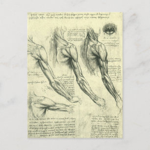 Carte Postale Arm and Shoulder Anatomy by Leonardo da Vinci
