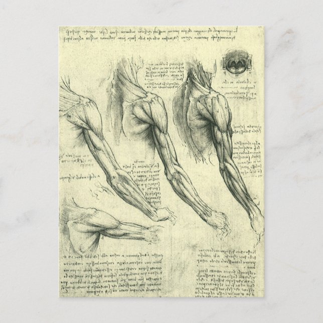 Carte Postale Arm and Shoulder Anatomy by Leonardo da Vinci (Devant)