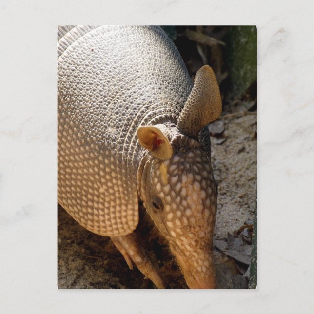 Carte postale Armadillo (Devant)