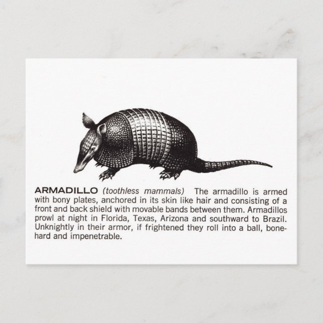 Carte Postale armadillo (Devant)