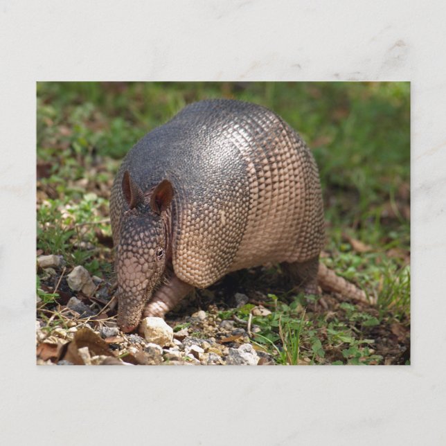 Carte Postale Armadillo (Devant)
