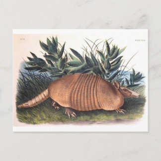 Carte Postale Armadillo d'Audubon