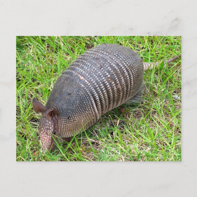 Carte Postale Armadillo en Grass vert (Devant)