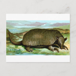 Carte Postale Armadillo géant