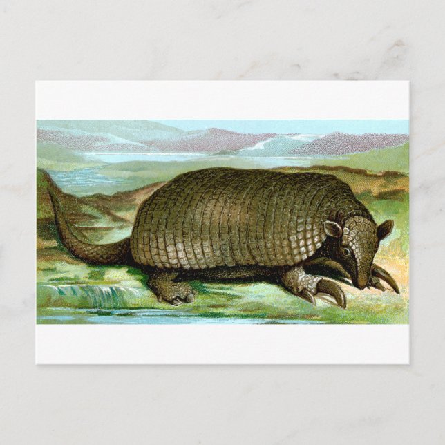 Carte Postale Armadillo géant (Devant)
