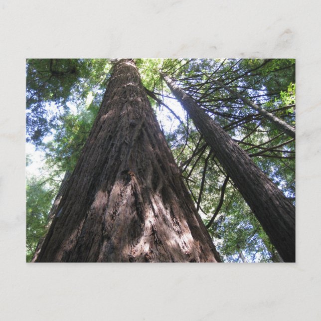 Carte Postale Armstrong Woods, Ca. (Devant)