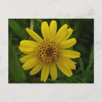 Carte Postale Arnica Blossom, île de l'Unalaska