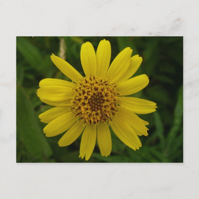 Carte Postale Arnica Blossom, île de l'Unalaska (Devant)