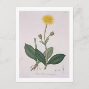 Carte Postale Arnica Montana de "Phytographie Medicale" de Jos