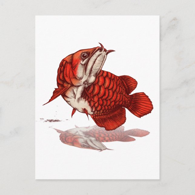 Carte Postale Arowana asiatique (Devant)