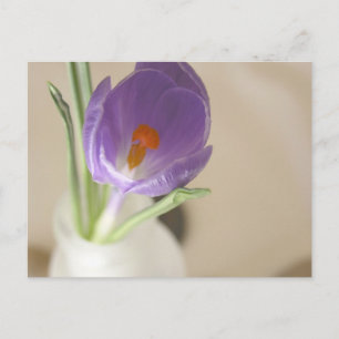 Carte Postale Arrangement de crocus