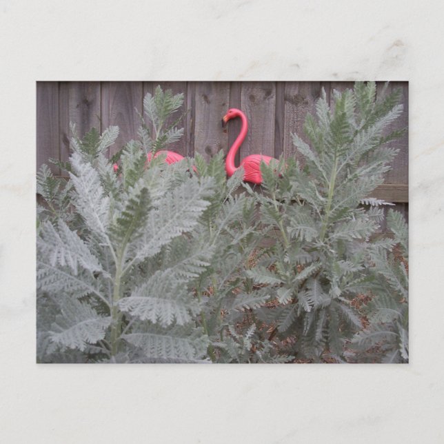 Carte Postale Arrangement en gris et rose (Devant)