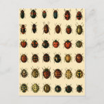 Carte Postale Array of Ladybirds<br><div class="desc">Illustration of a monograph from Georgiy Jacobson’s "Beetles Russia and Western Europe". 1905 -1915. Drawn by O. Somina</div>
