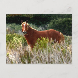 Carte Postale Arrêt de Cheval Sauvage