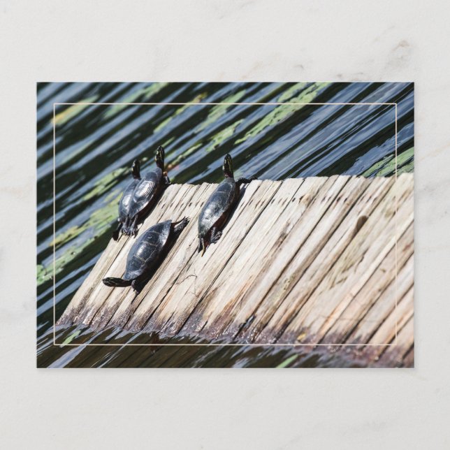 Carte Postale Arrêt de la tortue (Devant)