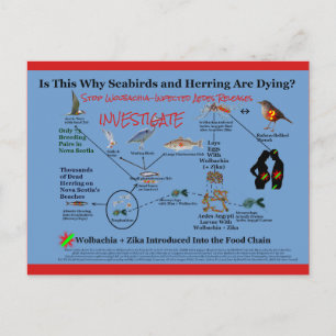 Carte Postale Arrêtez d'utiliser Wolbachia et d'enquêter par Ros