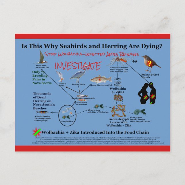 Carte Postale Arrêtez d'utiliser Wolbachia et d'enquêter par Ros (Devant)