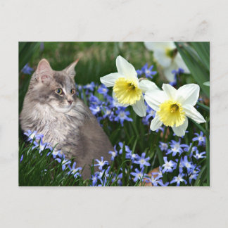 Carte Postale Arrêtez et sentez les fleurs