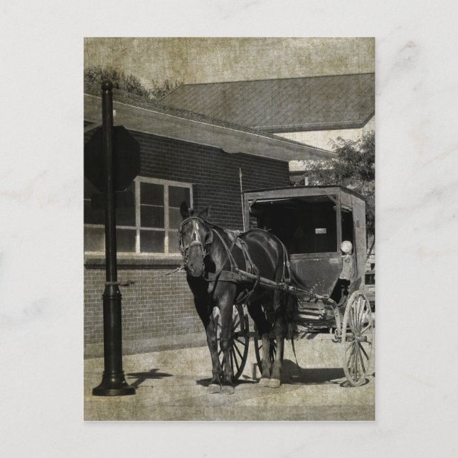 Carte Postale Arrêtez pour un sort, Cheval Amish au panneau stop (Devant)
