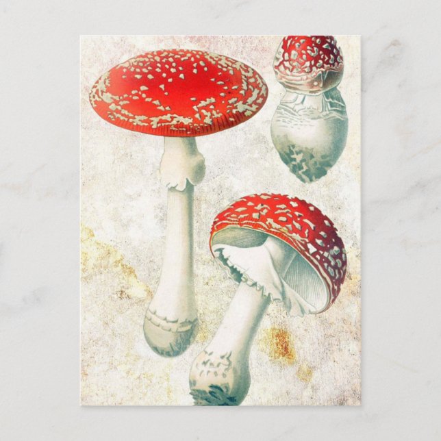 Carte Postale Arrière - plan affligé de champignon rouge morel (Devant)