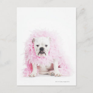 Carte Postale arrière - plan blanc, bulldog blanc, plume rose