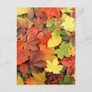 Carte Postale Arrière - plan Coloré Des Feuilles D'Automne Tombé