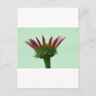 Carte Postale Arrière - plan de fleurs de confleur d'échinacée r