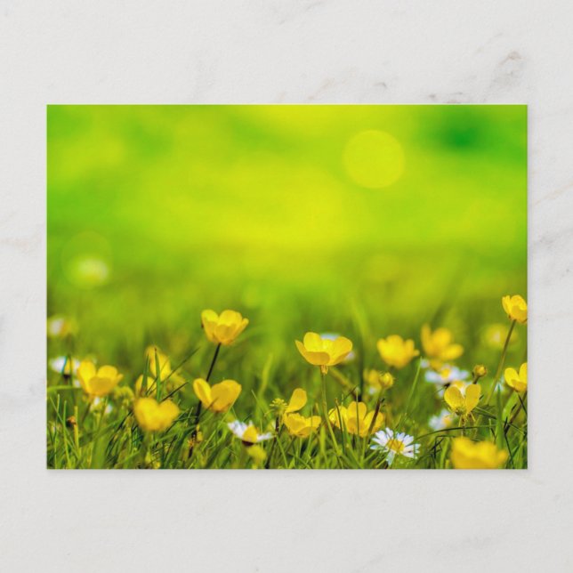 Carte Postale Arrière - plan des fleurs de printemps (Devant)