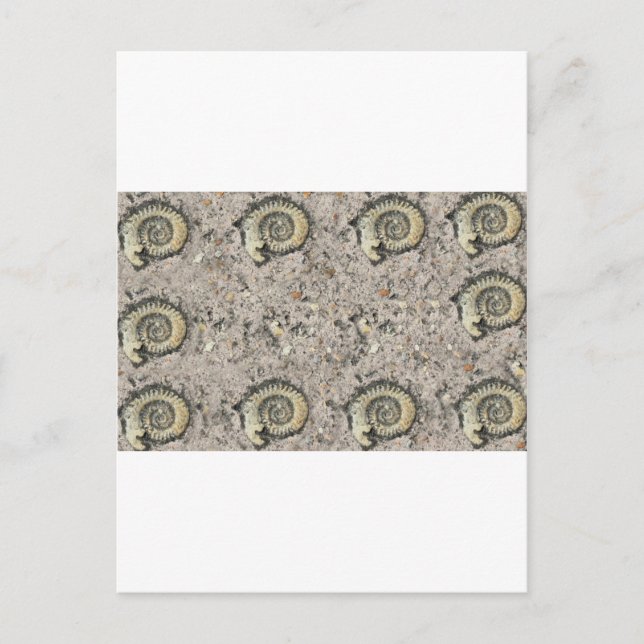 Carte Postale arrière - plan fossile (Devant)
