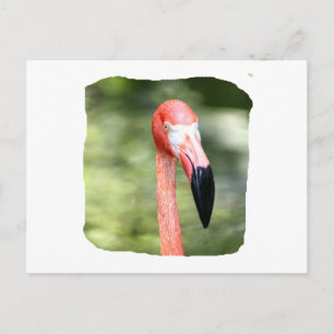 Carte Postale Arrière - plan rose flamingo tête photo vert