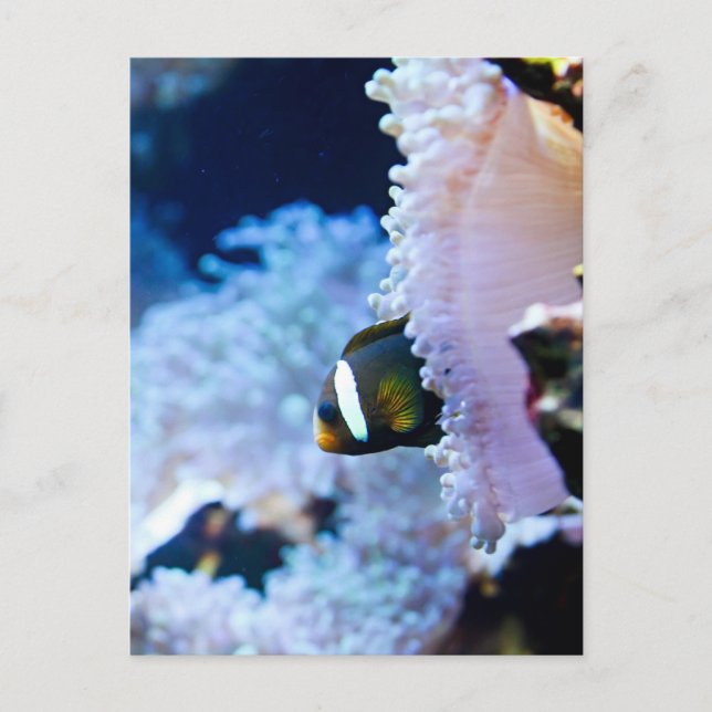 Carte Postale Arrière - plan sous-marin (Devant)