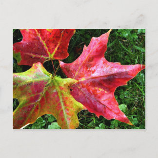 Carte Postale Arrivées d'automne