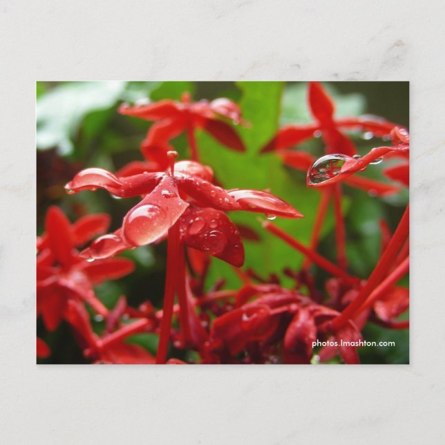 Carte Postale Arrosage Sur Une Fleur Rouge (Devant)