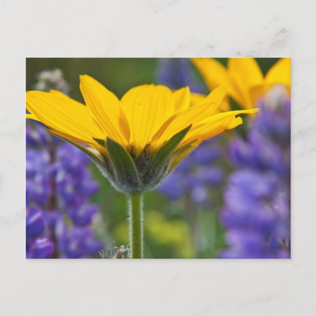 Carte Postale Arrowleaf Balsam Root and Lupine in Spring Bloom (Devant)