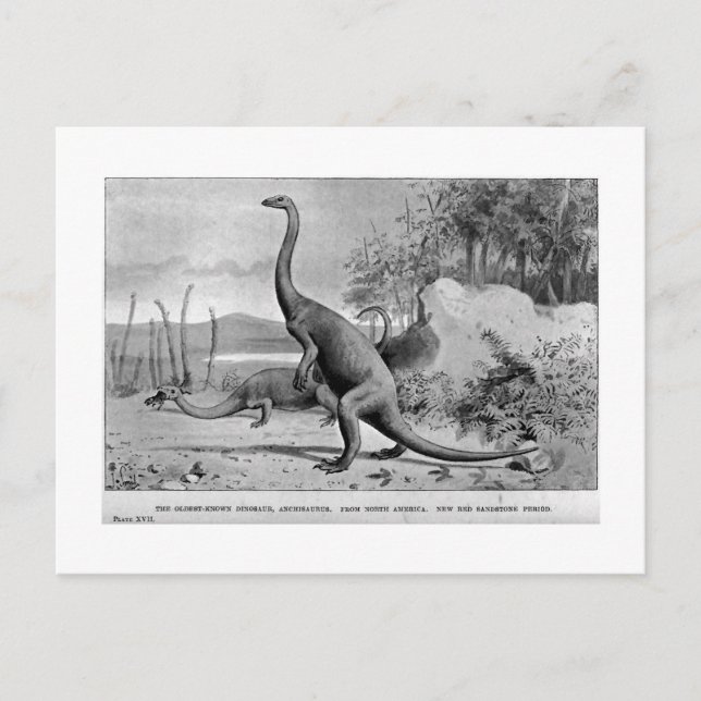 Carte postale art Anchisaurus (Devant)