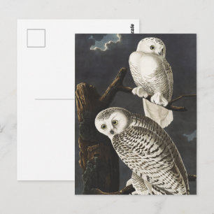 Carte Postale Art ancien d'oiseau de nuit, chouette blanche d'Au