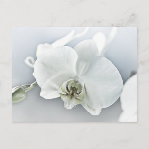 Carte Postale Art botanique de l'orchidée blanche élégante