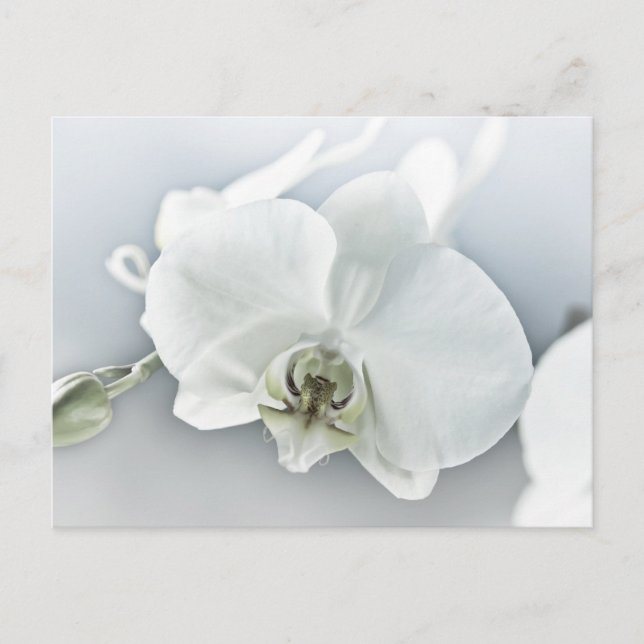 Carte Postale Art botanique de l'orchidée blanche élégante (Devant)