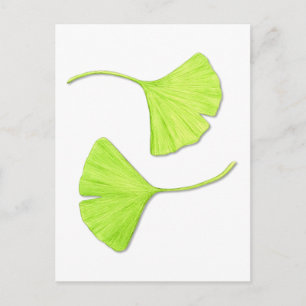 Carte postale Art Botanique Feuille Ginkgo
