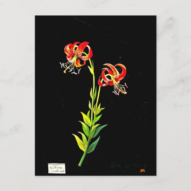 Carte postale-Art botanique-Mary Delany 12 (Devant)