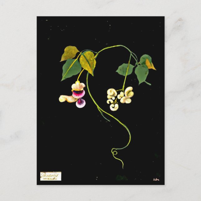 Carte postale-Art botanique-Mary Delany 5 (Devant)