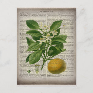 Carte Postale art botanique vintage contemporain