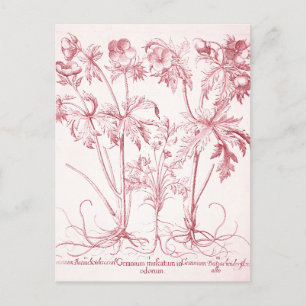Carte Postale Art botanique vintage rose