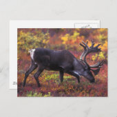 Carte Postale Art caribou (Devant / Derrière)