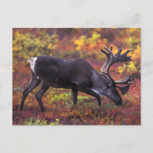 Carte Postale Art caribou